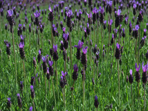 Vivers Càrex - Lavandula stoechas 